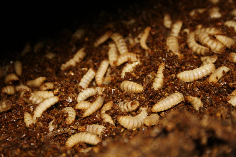 Agronutris accueille ses premiers insectes à Rethel
