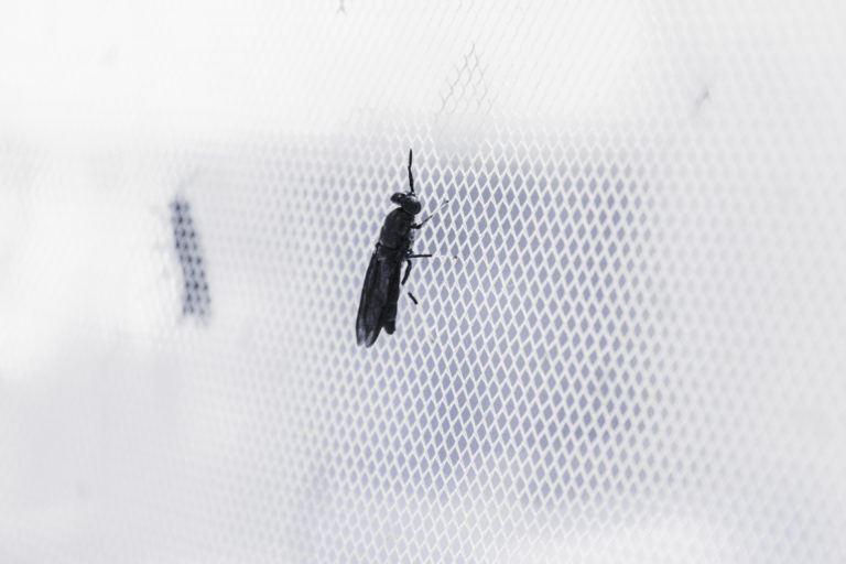 Agronutris : premier acteur à recevoir un avis favorable pour la consommation d’insectes en Europe
