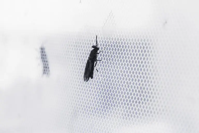 Agronutris : the first player to receive a favorable opinion on the consumption of insects in Europe