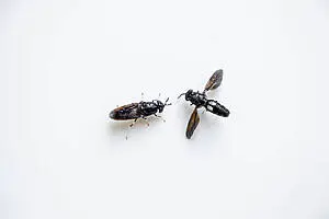 Deux mouches soldat noires sur fond blanc.