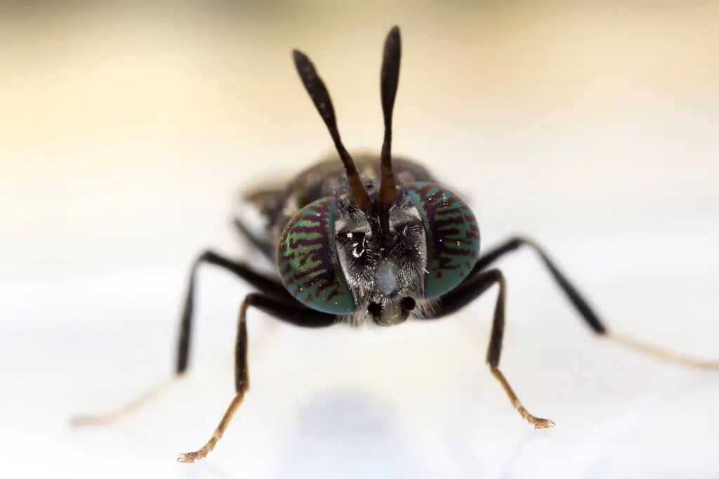 Gros plan d'une mouche soldat noire.