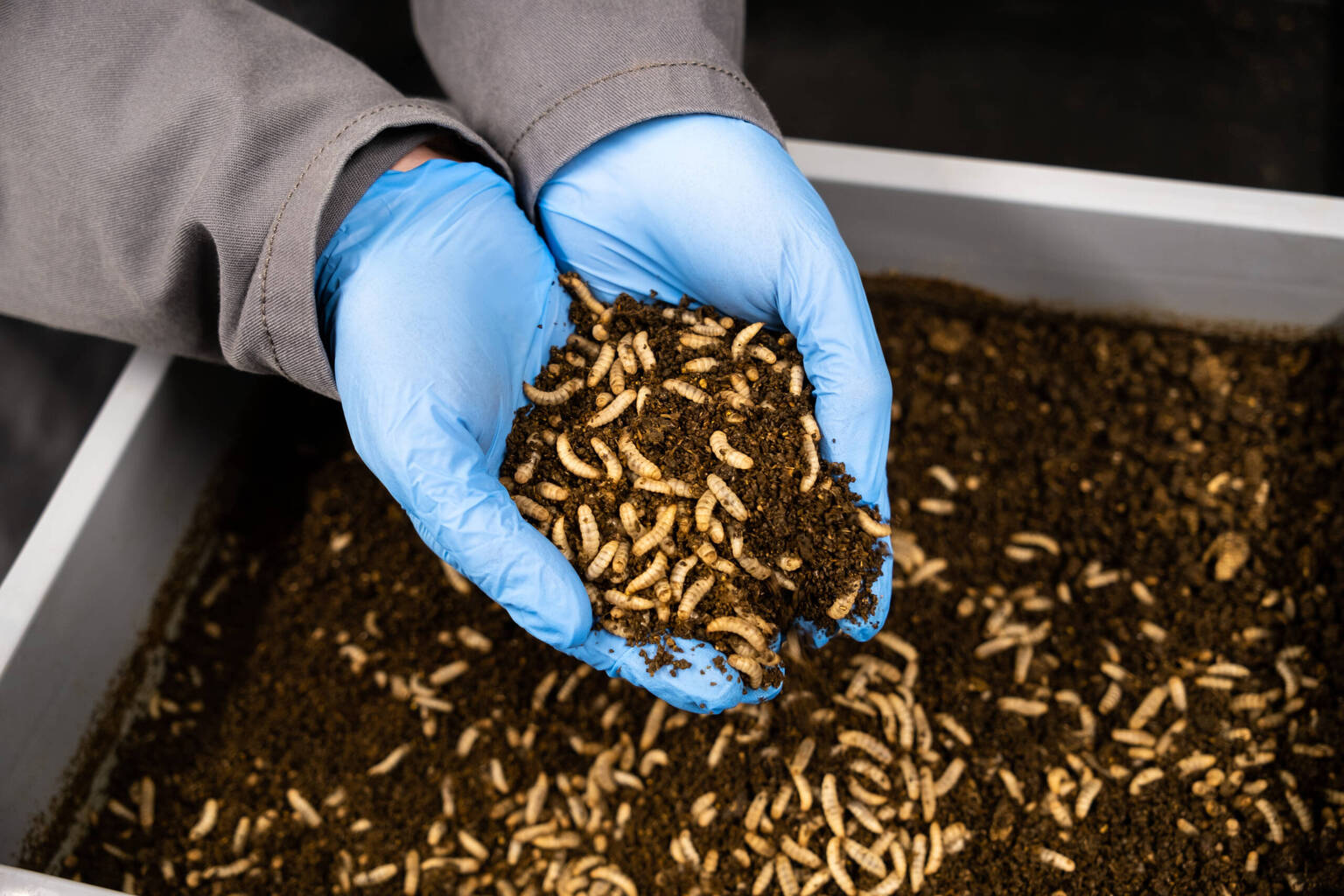 Hands in BSF larvae and frass