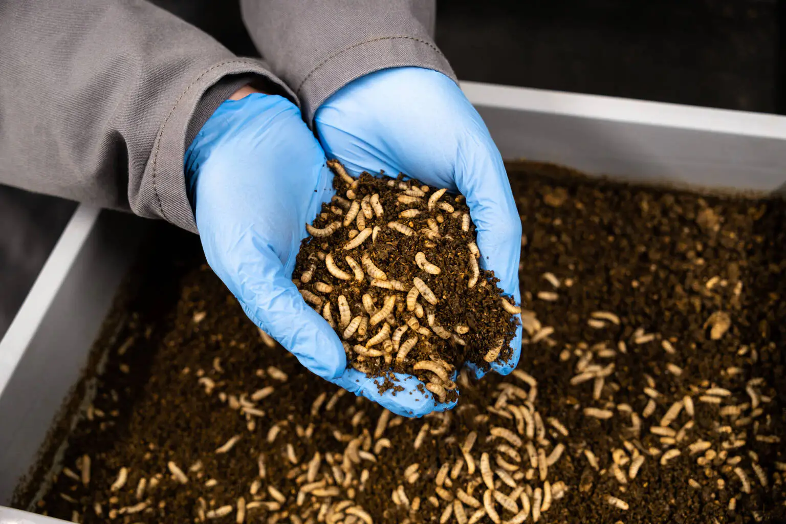 Hands in BSF larvae and frass